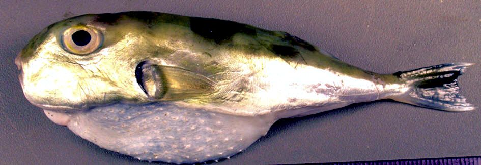 Lagocephalus laevigatus_04.jpg